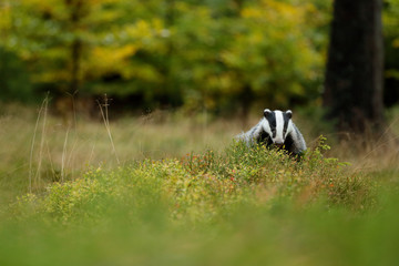 Badger in forest, animal nature habitat, Germany, Europe. Wildlife scene. Wild Badger, Meles meles, animal in wood. European badger, autumn pine green forest. Mammal environment, rainy day. © ondrejprosicky