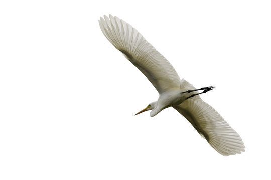 Image of Eastern Cattle egret (Bubulcus coromandus) flying on whitel background. Bird, Wild Animals.