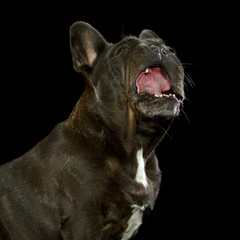Französiche Bulldogge