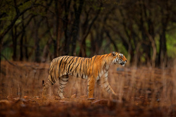 Naklejka premium Tiger walking between trees. Indian tiger female with first rain, wild animal in the nature habitat, Ranthambore, India. Big cat, endangered animal. End of dry season, beginning monsoon.
