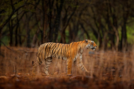 Tiger walking between trees. Indian tiger female with first rain, wild animal in the nature habitat, Ranthambore, India. Big cat, endangered animal. End of dry season, beginning monsoon.
