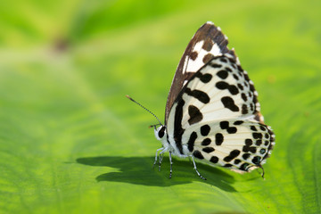 Image of common pierrot butterfly on a green leaf. Insect, Animal. (Castalius rosimon rosimon...