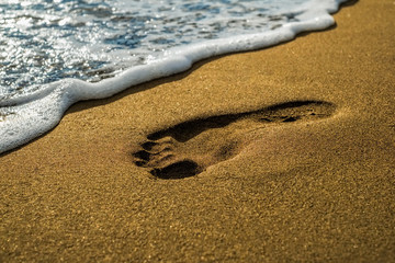 seashell on the blue sandy beach