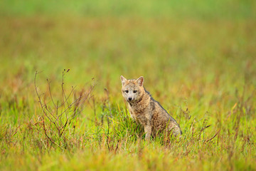 Wild dog in grass. Crab-eating fox, Cerdocyon thous, forest fox, wood fox or Maikong. Wild dog in nature habitat. Face evening portrait. Wildlife, Pantanal, Brazil. Green vegetation, cute wild fox.