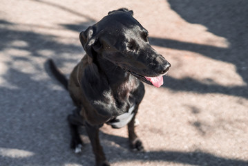 Fotografía de un perro mezcla de labrador y setter de color negro sentado