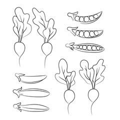 vector contour radish peas beans vegetable set o white illustration sketch coloring book