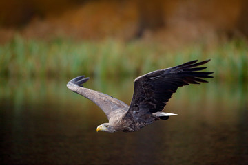 White-tailed Eagle, Haliaeetus albicilla, flight above the water river, bird of prey with forest in background, animal in the nature habitat, wildlife, Norway. Eagle in fly above the dark lake.