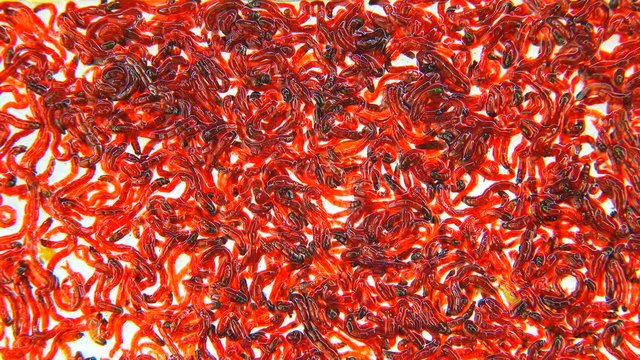 bloodworm on a white background