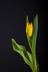 Piękne tulipany na czarnym tle 