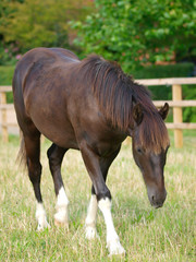 Obraz premium Pony In Paddock