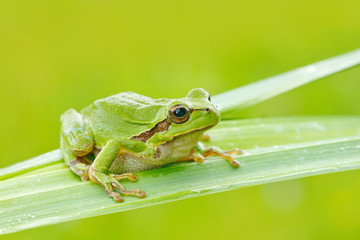 Obraz premium European tree frog, Hyla arborea, sitting on grass straw with clear green background. Nice green amphibian in nature habitat. Wild frog on meadow near the river, habitat.