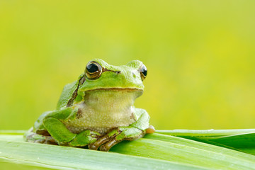 European tree frog, Hyla arborea, sitting on grass straw with clear green background. Nice green...