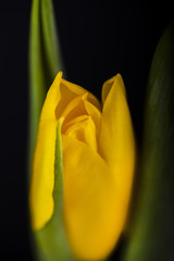 Piękne tulipany na czarnym tle 