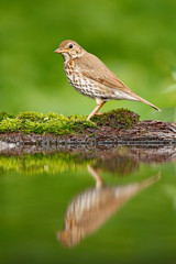 Grey brown song thrush Turdus philomelos, sitting in the water, nice lichen tree branch, bird in the nature habitat, spring - nesting time, Germany. Mirror reflection. Bird water mirror reflection.