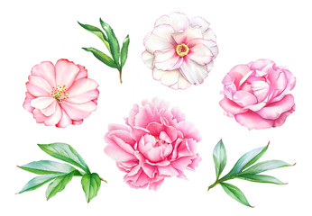 Watercolor realistic drawing of pink peony flowers with leaves isolated on white background. © Liubov Tolstova
