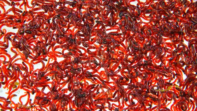 bloodworm on a white background