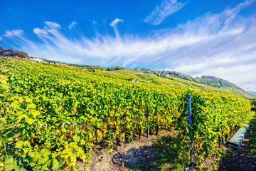 Fototapeta na wymiar Vineyards terraces near Geneva lake in the sunny day. Region Lavaux, Switzerland
