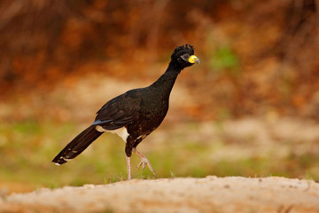 Curassow near the lake water. Bare-faced Curassow, Crax fasciolata, big black bird with yellew bill in the nature habitat, Barranco Alto, Pantanal, Brazil. Brazil river wildlife.