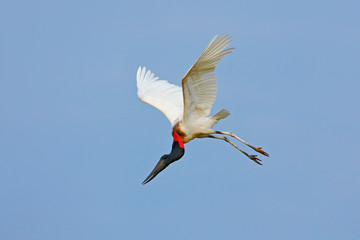 Jabiru, Jabiru mycteria, flying white bird with blue sky, Pantanal, Brazil. Big black and white bird on the sky. Wildlife scene from nature.