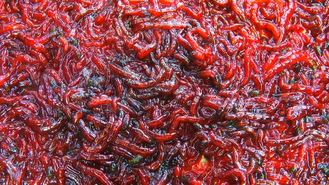 bloodworm on a white background