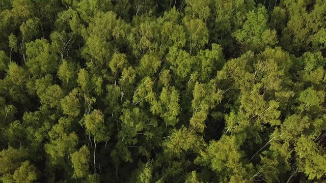 Sunlit birch grove from above. Shot from drone flying above green treetops