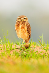 Burrowing Owl, Athene cunicularia, night bird with beautiful evening sun, animal in the nature habitat, Mato Grosso, Pantanal, Brazil. Wildlife scene from nature, wild Brazil Owl. Big eyes in grass.