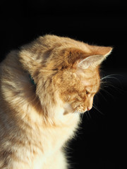 Ginger Tom Cat
