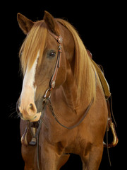 Obraz premium Westernpferd