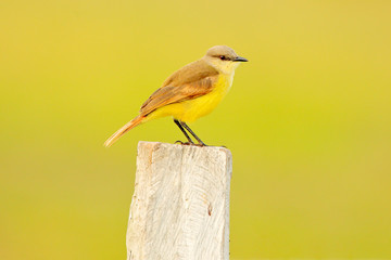 White-throated Kingbird, Tyrannus albogularis, in the nature habitat, bird sitting in the grass,...