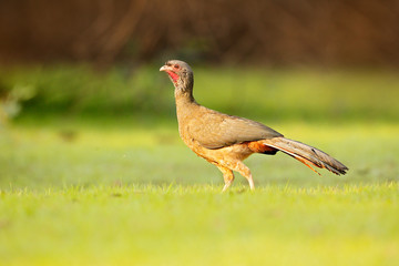 Chaco Chachalaca, Ortalis canicollis, bird with open bill, walking in the green grass, Pantanal, Brazil. Bird in nature habitat. Guan, wildlife Brazil, wild bird in forest. Chachalaca in habitat.