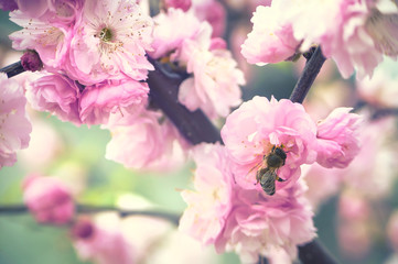 louiseaniya flowers, colorful spring air background with bee and bokeh
