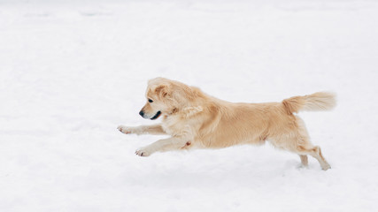 Photo of running labrador on winter walk