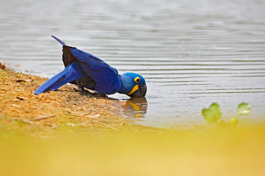 Hyacinth Macaw, Anodorhynchus hyacinthinus, blue parrot drinking water, Pantanal, Brazil, South America. Beautiful rare bird in the nature habitat. Wildlife Brazil, macaw in wild nature.