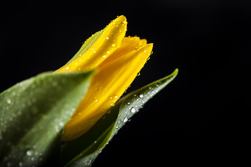 Zółty tulipan