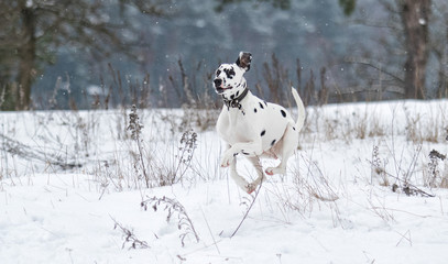 Dalmatian dog jumping on snow