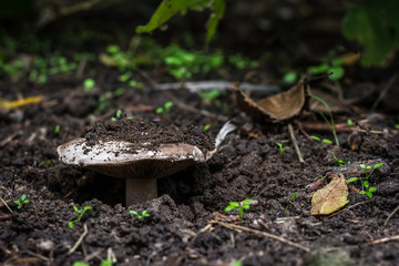the fungus grows in the forest, it breaks through the earth. close-up view from the ground