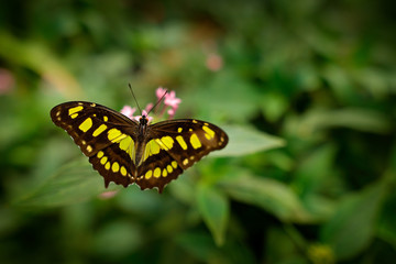 Butterfly in the green forest. Nice insect sitting on the leave. Butterfly from America. Nature in tropic forest. Beautiful butterfly Metamorpha stelenes in nature habitat, from Costa Rica.