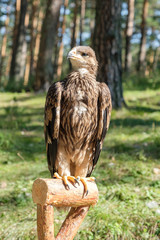 Falco cherrug, bird of prey
