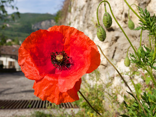 roter Mohn am Weg, Mohnbl&uuml;te