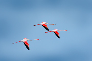 Flying nice pink big bird Greater Flamingo, Phoenicopterus ruber, with clear blue sky with clouds, Camargue, France. Wildlife Europe.