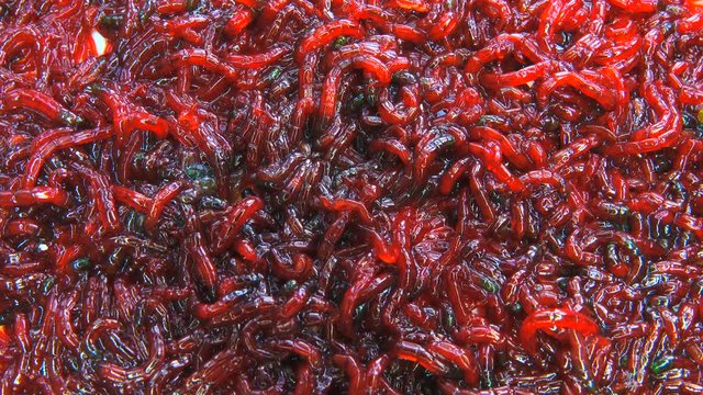 bloodworm on a white background