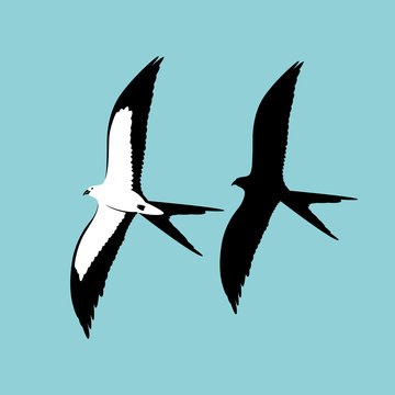swallow - tailed kite vector illustration flat style    profile  silhouette