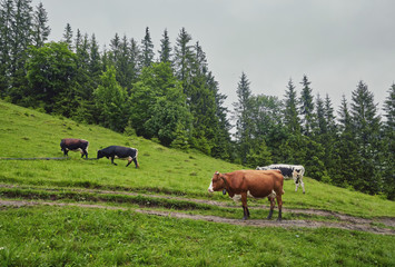Green meadow in mountains and cows