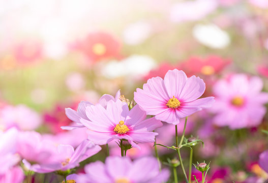 beautiful pink cosmos flower in garden © kwanchaichaiudom