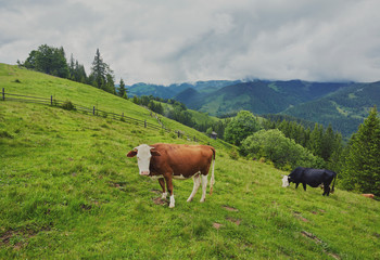 Fototapeta na wymiar herd of cows grazing on mountain