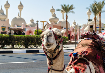 A riding camel in a bright blanket on the sunny street of Sharm El Sheikh