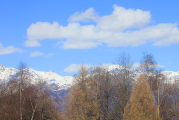 panorama with mountains and trees in winter