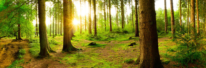 Naklejka premium Piękny las z jasnym słońcem świecącym przez drzewa
