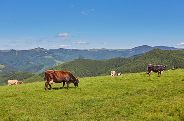 herd of cows grazing on mountain