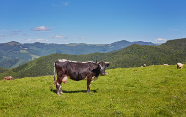 Fototapeta na wymiar Alpine cow. Cows are often kept on farms and in villages. This is useful animals.